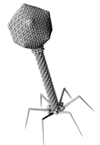A render of a bacteriphage.